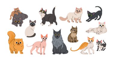 Şirin çizgi film kedileri seti. Sevimli evcil kediler oturuyor, ayakta duruyor. Fluffy Birman, oryantal, cornish rex, maine coon, sfenks, siyam, stetair, Persçe. Güzel kedi yavrusu düz vektör koleksiyonu.