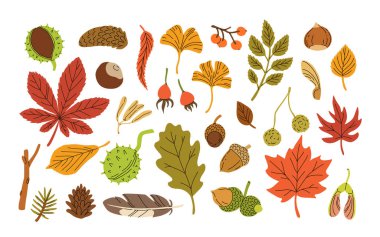 Sonbahar renkli yaprak ve tohumların düz vektör çizimi. Beyaz arka planda izole çizgi film elemanları. Akçaağaç yaprağı, böğürtlen, kestane yaprağı, kozalak. Çıkartmalar, desenler, ambalaj kağıtları için ideal