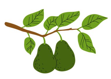 Beyaz arkaplan üzerindeki ayrık vektör üzerinde el çizimi avokado meyvesi