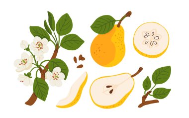 Çizgi film sarı armut seti. Tam meyve, yarımlar, dilimler, tohumlar, armut çiçeği ve ağaç dalı. Gıda ambalajı, yemek tarifi veya botanik tasarım için taze sulu armut düz vektör çizimi.