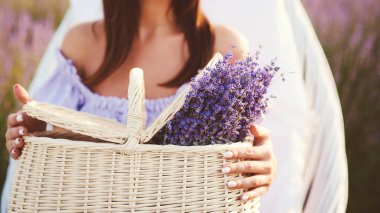 Hasır sepeti elinde güzel lavanta çiçekleri olan bir kadın. Yaz zamanı. Lavanta tarlası. Kadınlar lavanta toplar..