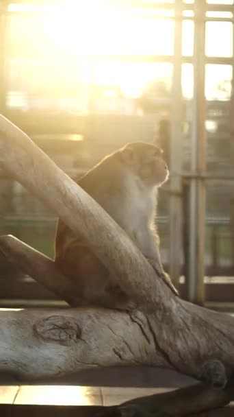一只可怜的猴子栖息在动物园的圆木上 — 图库视频影像