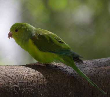 Foto teleobjetiva de passado 400mm