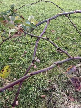 Dikenli üçgen doğa ürkütücü cadı Blair cadı appalachia