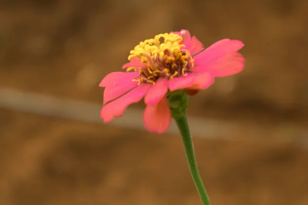 Nahaufnahme Von Roten Zinnia Blume Voller Blüte Garten Red Majors — Stockfoto