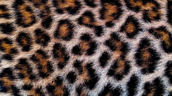Jaguar Cilt Dokusu Yakından Görünümü. Jaguar derisine çok yakın bir bakış. Kürklü beyaz, kahverengi, siyah noktalı görüntü.