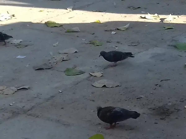 black pigeon on the ground is searching for food on concrete path. An outdoor view of an isolated and lone bird, pigeon is hunting for food grains in an early morning in a public place.