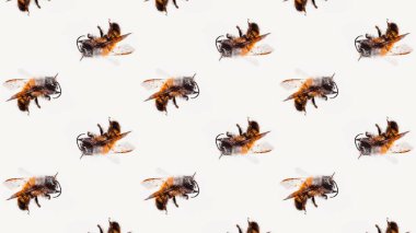 Böcek ve arılarla suluboya kusursuz desen. Vahşi hayvan çizimleri. Tekrar eden köşegen şekilli vahşi böcekler, antropoloji, böceklere yakın görüş..