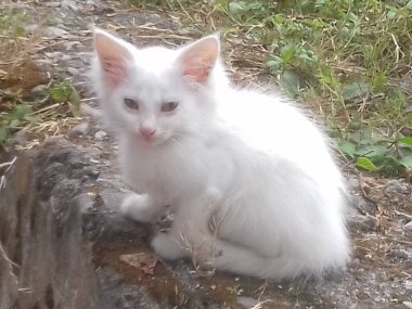 Sokakta beyaz tüylü kedi, tatlı süt beyazı yalnız kedi, öğleden sonra sokakta sessizce oturuyor, açık havada fotoşop yapıyor..