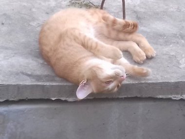 Kedi yerde yatıyor.