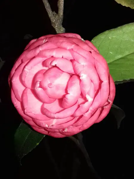 Güzel botanik çekimi, doğal duvar kağıdı, kamelya çiçeği.