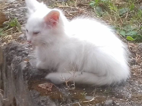 Sokakta beyaz tüylü kedi, tatlı süt beyazı yalnız kedi, öğleden sonra sokakta sessizce oturuyor, açık havada fotoşop yapıyor..