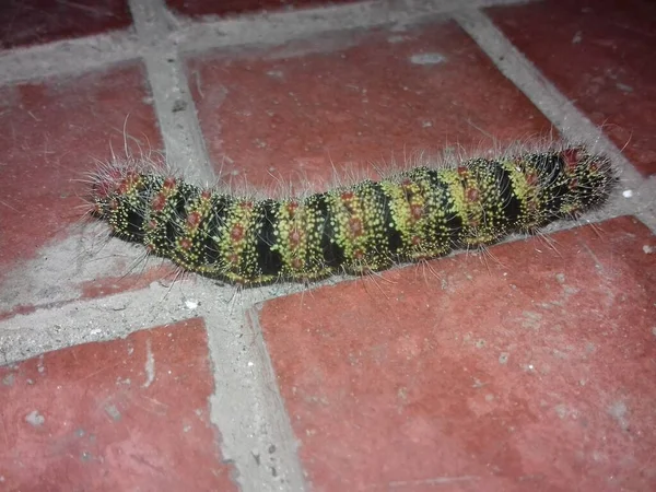 Kırmızı fayanslarda yürüyen bir solucan, yerde sürünen siyah ve kahverengi çizgili kıllı bir solucan, odak noktasıyla gece fotoğraf çekimi