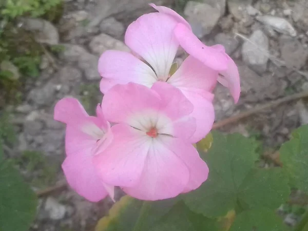 Bahçedeki pembe çiçek