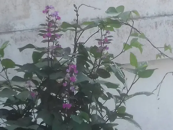 Güzel botanik fotoğrafı, doğal duvar kağıdı.