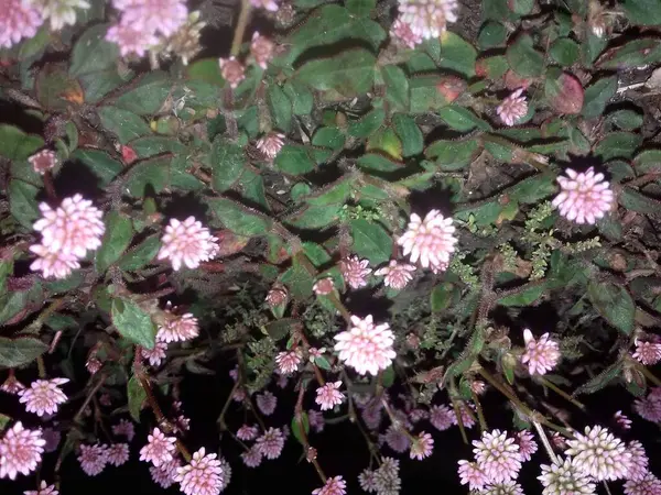 Güzel çiçekler, bitki örtüsü ve doğa, gece çekilmiş fotoğraflar.