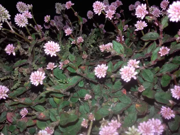 Güzel çiçekler, bitki örtüsü ve doğa, gece çekilmiş fotoğraflar.