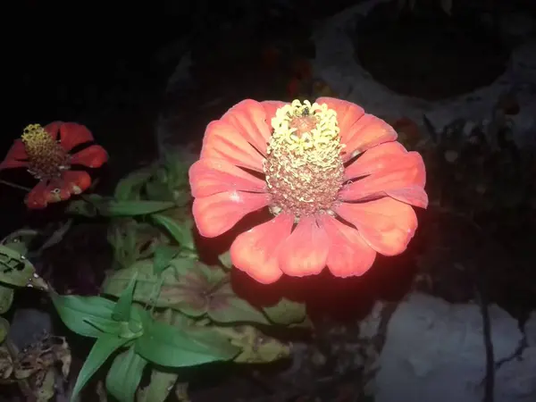 Güzel botanik fotoğrafı, doğal duvar kağıdı.