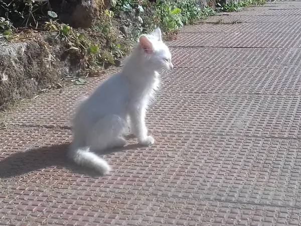cute cat enjoying sun bath
