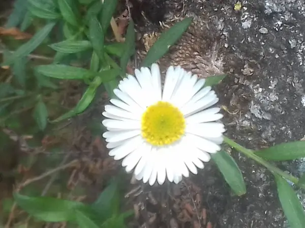 Bahçedeki güzel çiçekler, Meksika pireli çiçeklerine (erigeron karvinskianus) yakın çiçek, kapalı görüş, yukarıdan manzara, izole çiçek