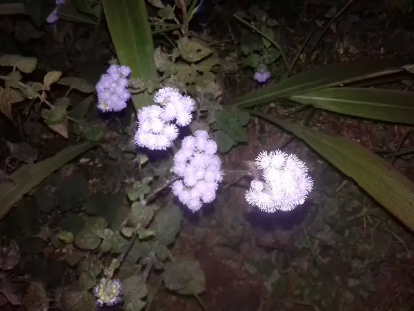Güzel botanik fotoğrafı, doğal duvar kağıdı.