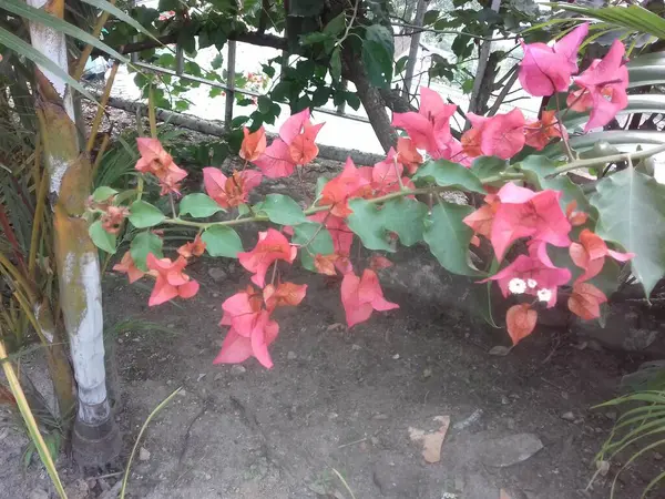 Güpegündüz bahçede çiçekler, parkta mor begonviller, güneşli bir günde fotoğraf çekimi.