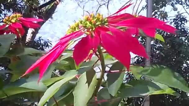 Hermoso Plano Botánico Fondo Pantalla Natural Planta Decorativa Con Hojas — Vídeo de stock