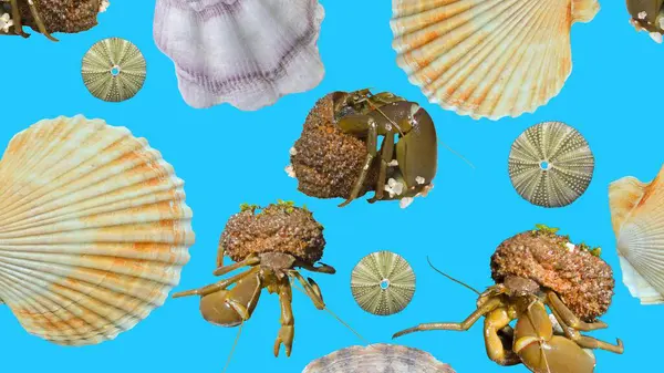 Mavi arka planda deniz kabuğu, sakin bir plajın sakin kıyıları, yumuşak mavi bir arkaplanda narin bir şekilde duran tek bir deniz kabuğunun büyüleyici görüntüsü. Deniz kabuğunun doğal güzelliği, rahatlatıcı mavi renk huzur ve sükuneti çağrıştırıyor..