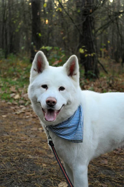 Белая Собака Акита Ину Лесу Против Заходящего Солнца — стоковое фото
