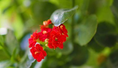 Kırmızı Kalanchoe çiçeği Pencere kenarında bir tencerede.