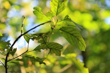 Güneşli bir günde sonbahar ormanında örümcek ağı.