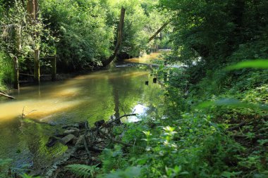 Nehir yazın ormanda akıyor. Debica bölgesi, Subcarpathian Voyvoda. Polonya