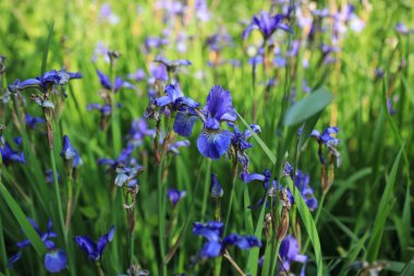 Çiçekli Sibirya Mor Gözü (Iris sibirica)