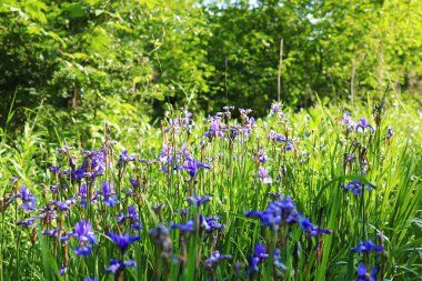 Çiçekli Sibirya Mor Gözü (Iris sibirica)