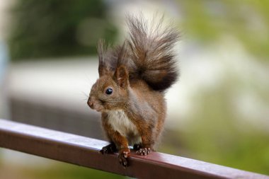 Güneşli bir günde mahallenin balkonunda bir sincap.. 