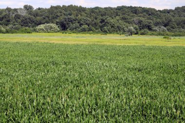 Skawinka Nehri üzerinde bisiklet köprüsü, Vistula havzası. Skawina Krakow yakınlarında..