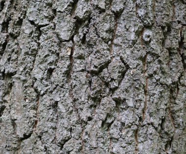 Ağaç kabuğu, doğanın güzelliğini gösterir.