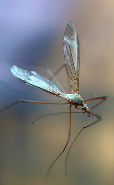 Mosquito Vidrio Primer Plano Macro —  Fotos de Stock