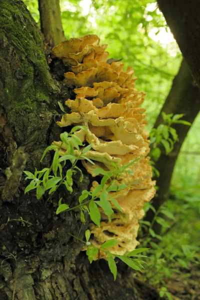 一种长在树干上的蘑菇 — 图库照片