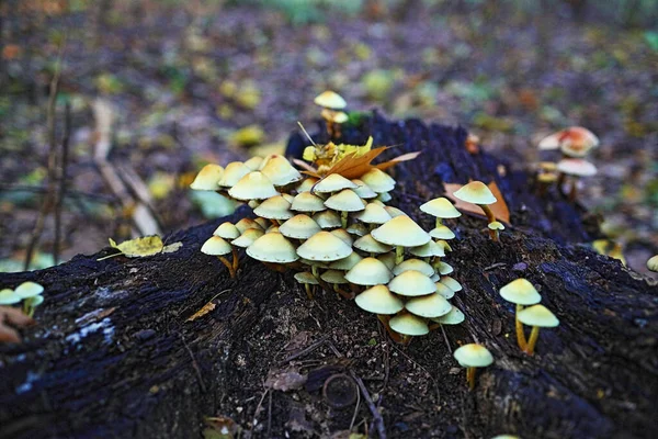 秋天森林里的一个老树桩上的蘑菇 金线虫科 Strophariaceae 的一种真菌 — 图库照片