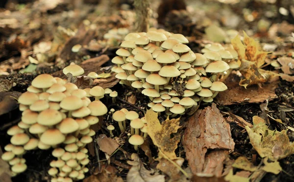 Pilze Wald Nahaufnahme Des Fotos Hypholoma Fasciculare — Stockfoto