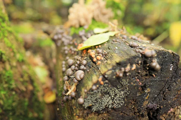 在森林的树桩上生长着蘑菇 Auriscalpiaceae Lycogala Epidendrum — 图库照片