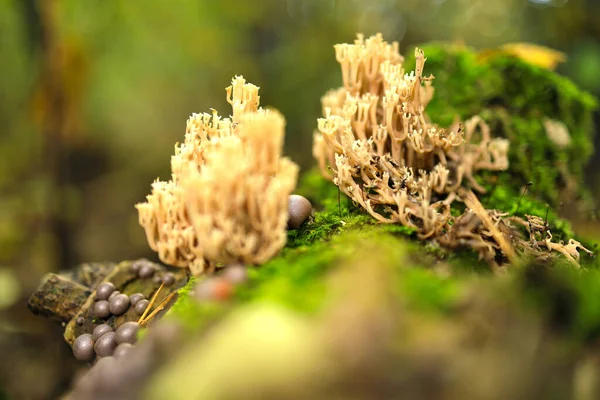 在森林的树桩上生长着蘑菇 Auriscalpiaceae Lycogala Epidendrum — 图库照片