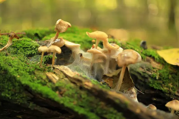 Pilze Wachsen Auf Einem Umgestürzten Baum Herbstwald — Stockfoto
