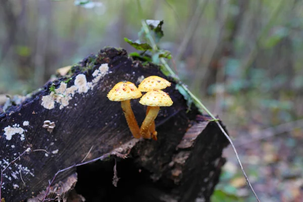 Pholiota Cerifera 野生蘑菇生长在森林的树桩上 选择性重点 — 图库照片