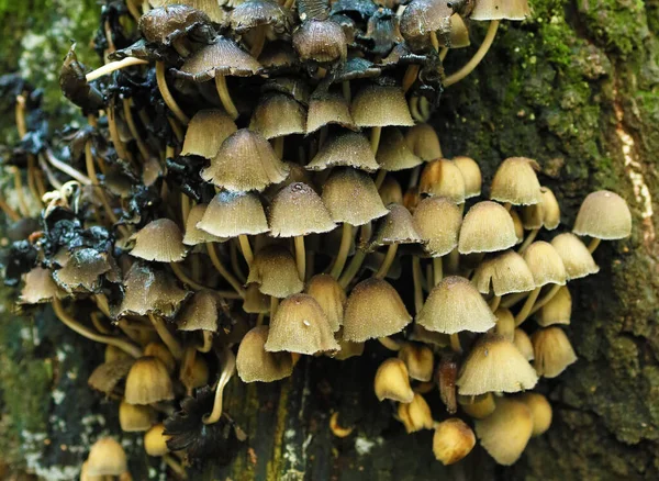 蘑菇生长在森林的树干上 麻风科 — 图库照片