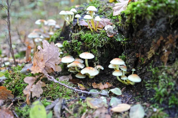 Pilze Wachsen Auf Einem Alten Baumstumpf Herbstlichen Wald Strophariengewächse — Stockfoto
