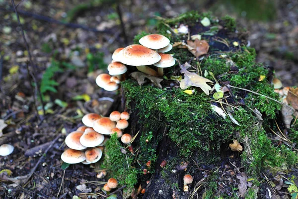 在秋天的森林里 蘑菇长在一个老树桩上 血吸虫科 — 图库照片