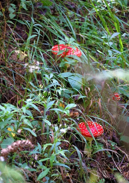 Amanita Muscaria Wald Giftige Fliegenpilze Üppigen Gras — Stockfoto