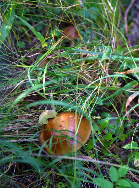 森林里有两个健康的支柱 森林里的蘑菇 — 图库照片